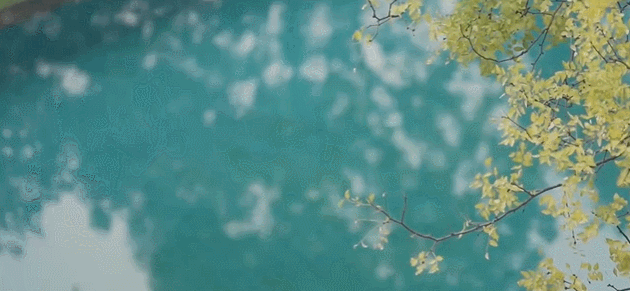  生活|这档被埋没的神仙综艺，值一个热搜！董卿插花比主持更美