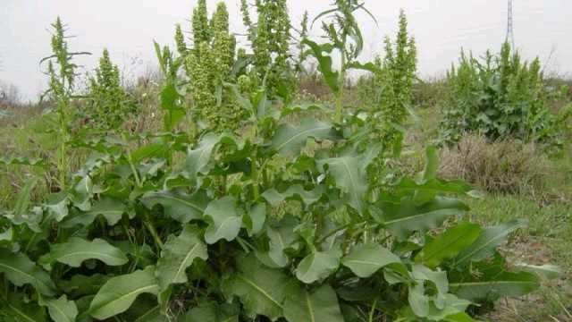 土大黄|学识《中华本草》土大黄