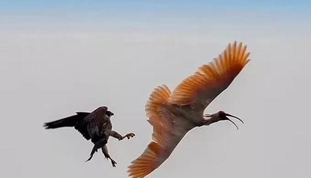  霸主|世界猛禽战力排行榜，谁才是猛禽界的天空霸主