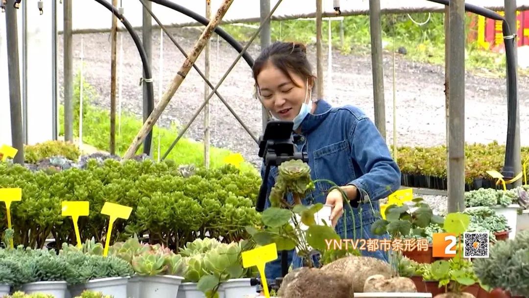 小小|这个地方每天直播卖多肉植物，一天营业额8万多元！小小网红，大大生意经