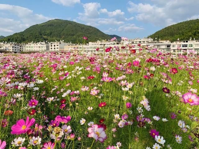  东溪乡|层层梯田、万亩茶园，这才是醉美乡村应有的样子！