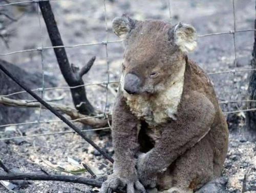  从此|女子在大火中救出考拉，不料从此就被黏上了，镜头记录暖心画面