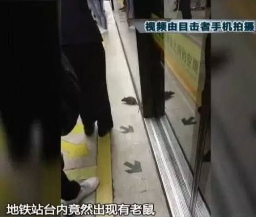 地铁环境|有大老鼠！西安地铁三号线站台惊现“杰瑞”有乘客被吓得尖叫
