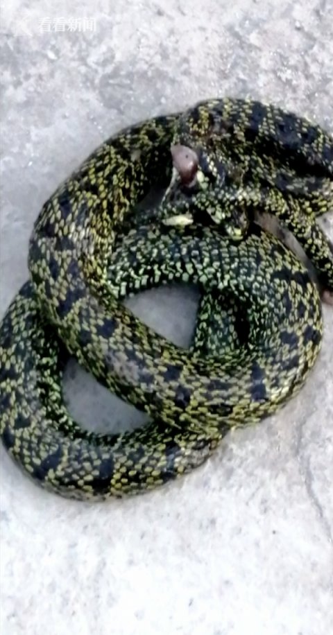  野生|4岁男孩上山采蘑菇 把一条毒蛇当成了野生菌...