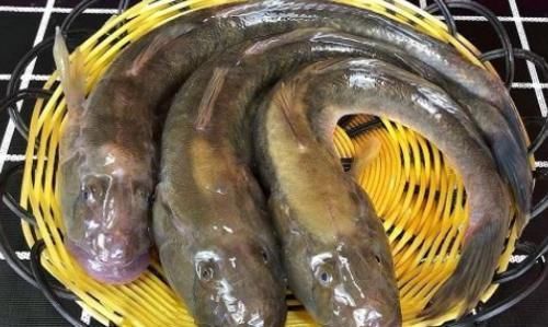  人去买|全身都是宝的鱼，营养比鲫鱼还高，八块钱一斤却很少有人买