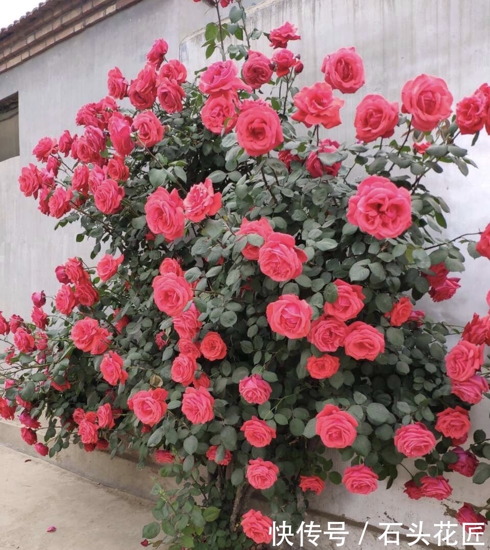 元缓释肥|会养花的人,在秋天必备“4种”肥料,适用所有花卉