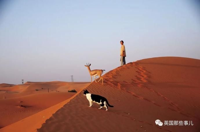  沙漠|霓虹妹子嫁到阿联酋，在5万平米的沙漠＂后院＂里养猫养骆驼?!