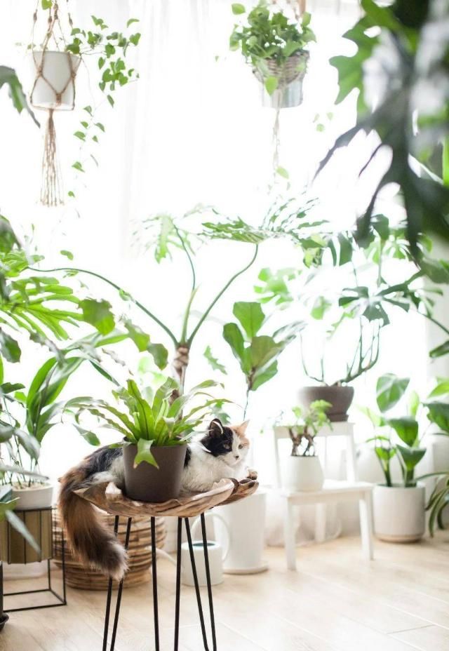  吊钟|她们的家，美得很让人种草