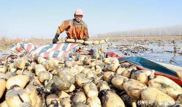 海带|秋天最该吃的六种蔬菜,样样补水润燥,个个平价,家家吃得起