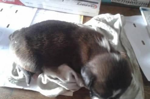  泪目|流浪狗在废弃物中狂翻，路人好奇凑上前观看，看到叼出物泪目了