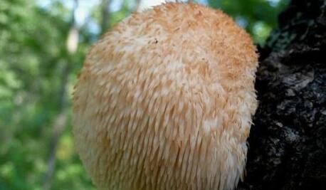  营养价值|山猴头、海味燕窝的营养价值被夸大了吗？