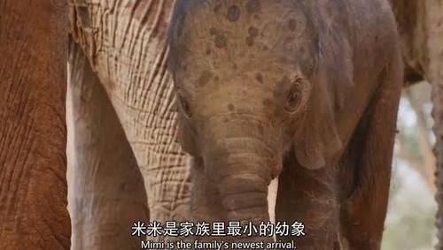  女王|为了躲避猎杀和寻找水源，女王带着族群，开启了逃亡之旅