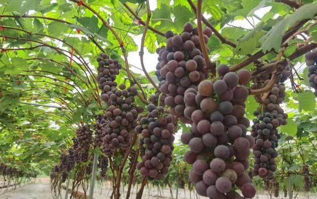  没吃到|狐狸没吃到的那颗葡萄，串起了几个世纪的夏天