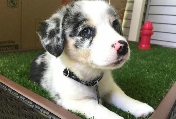 后代|柯基犬的“基因”有多强大？网友：永远都摆脱不了的小短腿！