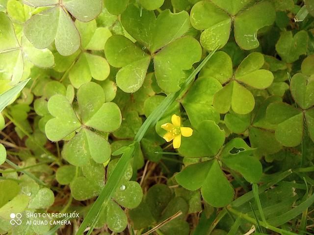  体验|被低估的大屏老年机：Redmi 10X开箱和轻体验