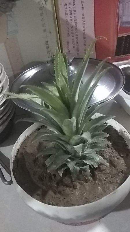 从头到脚|菠萝是个“宝”,从头到脚全有用,扔掉就是浪费