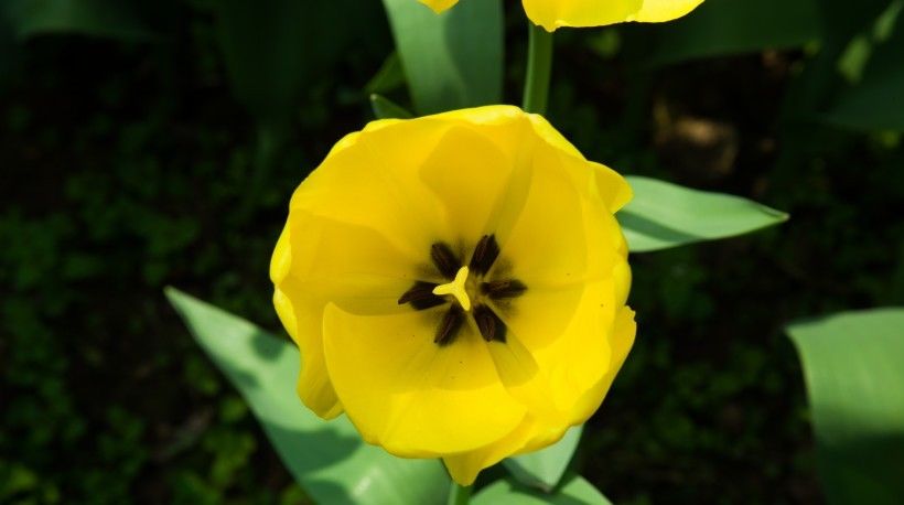  爱情|四大生肖在未来十天，迎桃花好彩头，得月老牵线，爱情甜蜜美满！