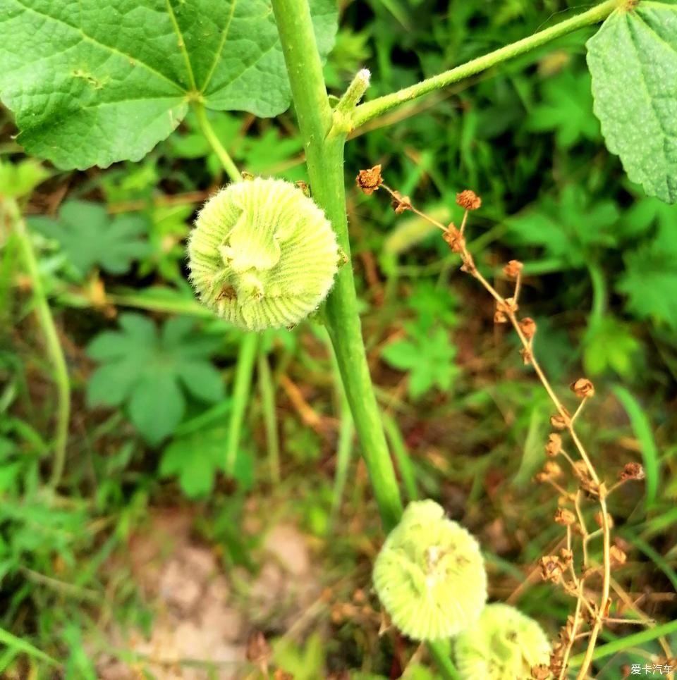 蜀葵|盛夏赏蜀葵，观花心情爽！