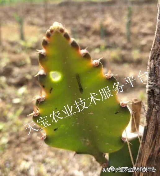 虫害|火龙果常见虫害高清图谱