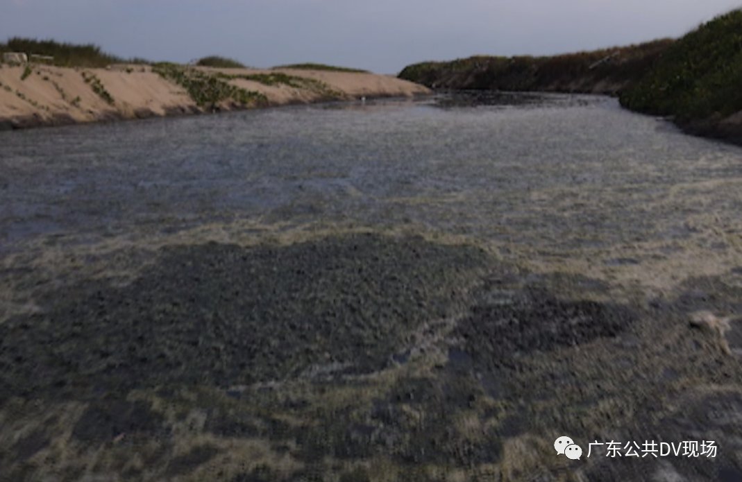 触目惊心|触目惊心！几百条污水管直通大海，20公里银滩变黑滩