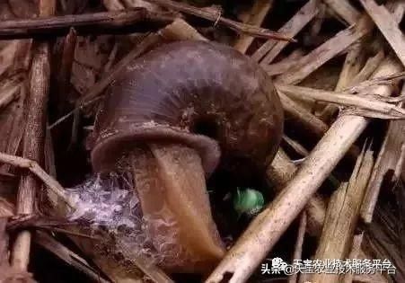 虫害|火龙果常见虫害高清图谱