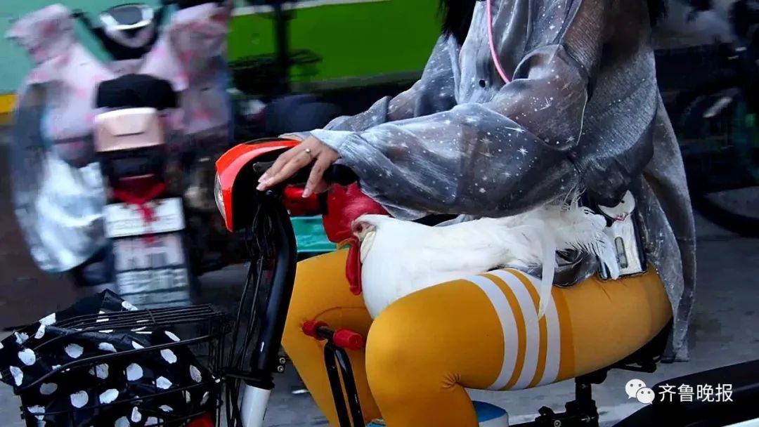  主人|济南一公鸡每天坐儿童座椅陪主人上班！网友：路过饭店的时候慌不慌…