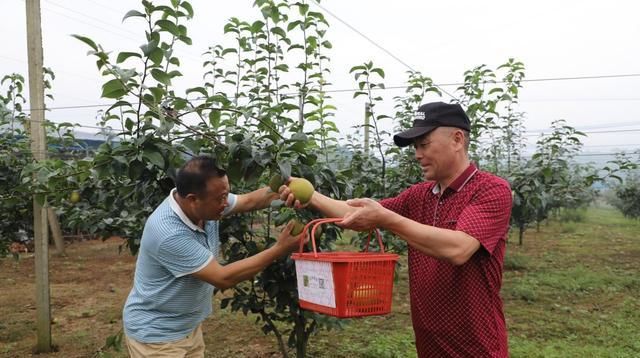 开幕|广德市：双岗蜜梨采摘文化节欢乐开幕
