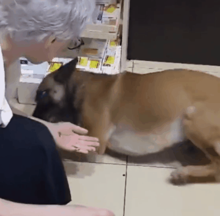 前爪受伤|受伤的狗狗自己跑到药店寻求帮助，在地上翻滚着感谢医生