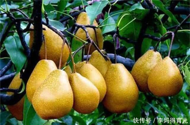 食物|女人爱美,常吃以下食物,润肺生津,美白肌肤,促进排便