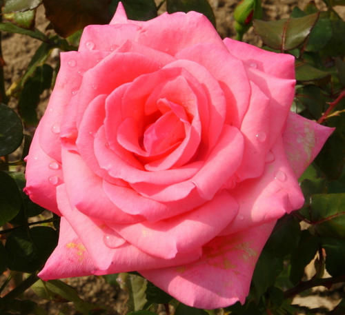 偏执|蔡澜《活着，就该尽点兴》：活得偏执，怎么会快乐