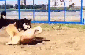  真好|搞笑GIF：这狗真厉害！这一波秀的真好！我以为你要摔倒呢？