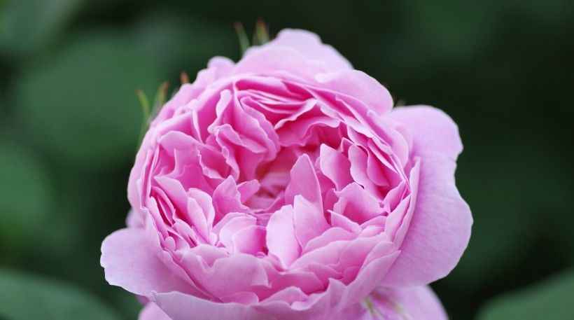  事业|8月开始成为大财主，事业一马平川，鱼跃龙门的四大生肖