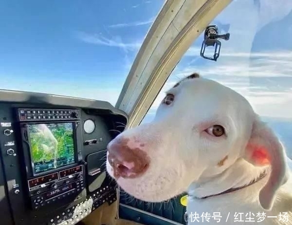 收容所|工程师贷款买飞机,2年来救助上千只毛孩,帮助它们逃离安乐死