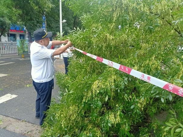  队员|雨一直下，郑州街头树枝断裂频发生！请注意避让