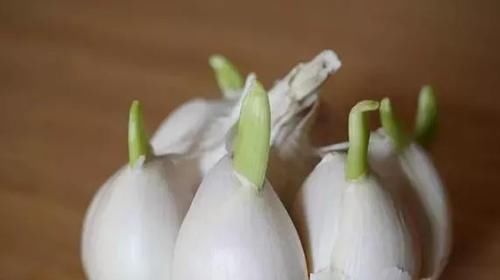  菜农|买回来的大蒜总是会发芽？菜农教我这一招，存放许久都不会坏！