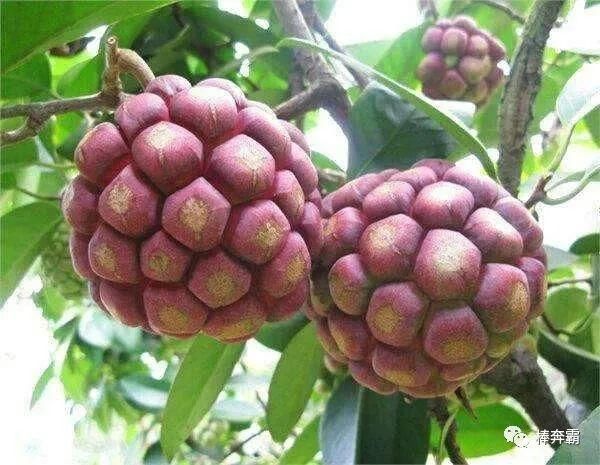  乐观|山里的一种野果是孩童的美食，大力开展人工种植，前景却不乐观