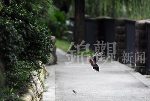  炽热|话说二十四节气 | 大暑：清心静气消暑纳凉 让我们一起经历生命最炽热的温度