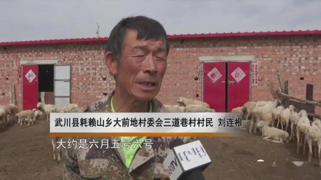  野生|内蒙一地，野生群狐深夜入羊圈，咬死27只羊！