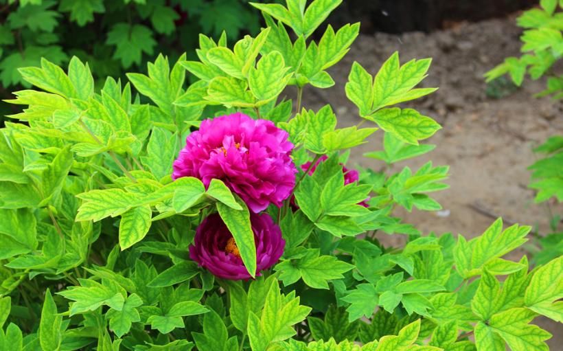 吵架|“能为老婆放下面子”的三生肖男,懂得低头,一吵架就会主动认错