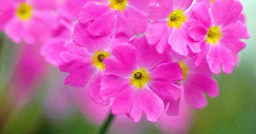  百花齐放|9月，百花齐放，情意正浓，将与真爱完美邂逅，喜结佳缘的4大星座