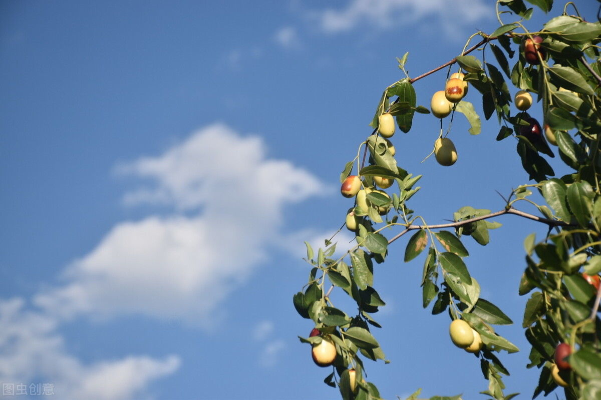 吃法|故乡的大红枣,有最美的几种吃法,你尝过吗?