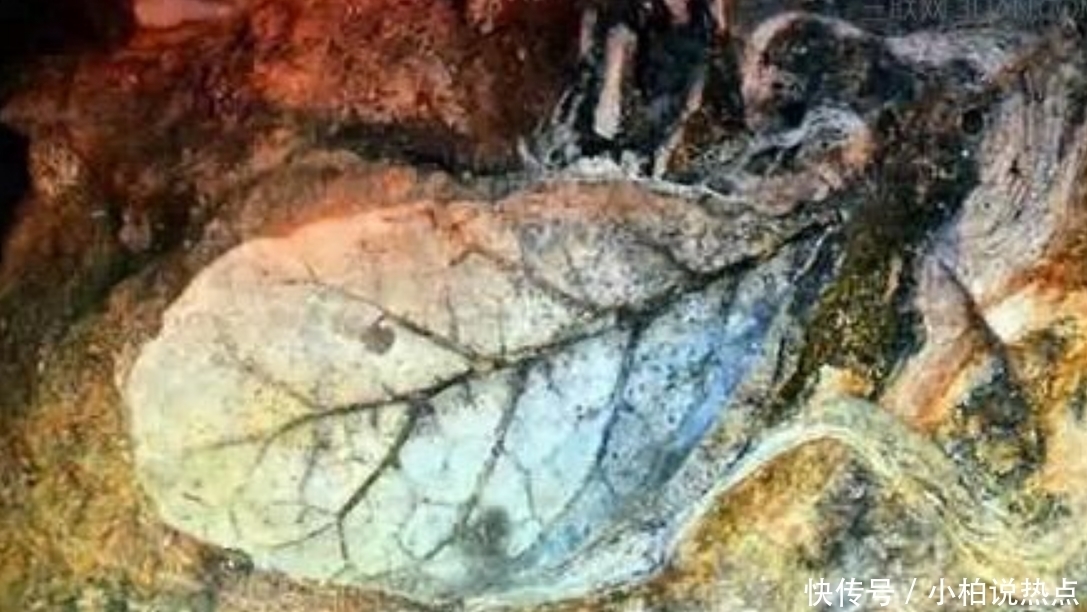 植物|距今二百年的村落, 建房的石头都是化石, 墙上可见清晰的植物脉络