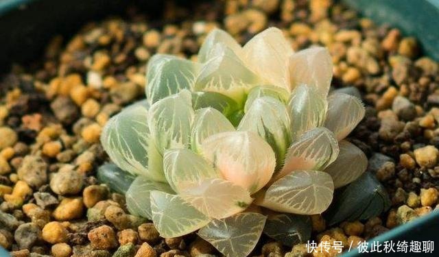 全球|盘点全球昂贵8类多肉,养过其中3种,我跪下抱大腿,乖乖叫土豪