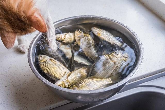  小鲫鱼|鲫鱼无刺如何做得到放一点它，从头吃到尾连渣都不剩