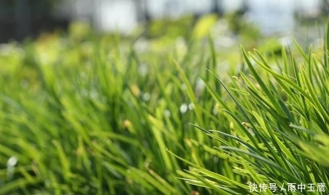 在家|在家种个菜都这么美,还要什么花园?