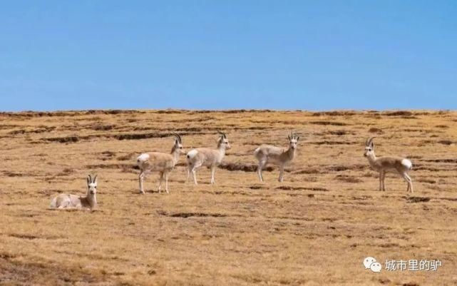  长白山|三伏暑热天，让我带你去这些只有25°的地方纳凉吧！