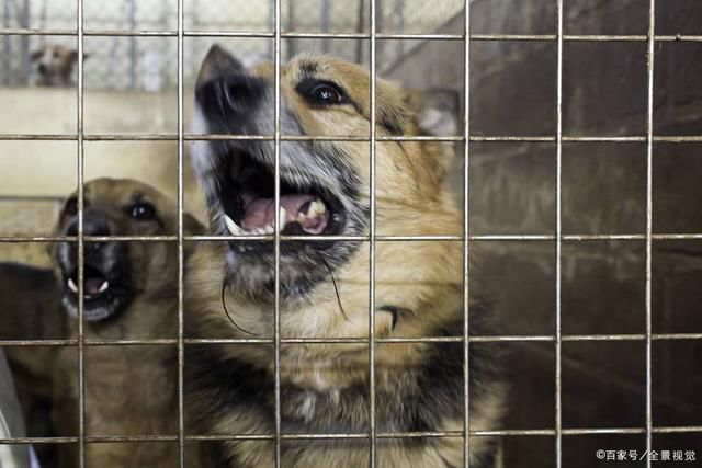  严厉|大学生虐猫、虐狗，手段残忍，道个歉就可以了?这种人心理健康吗