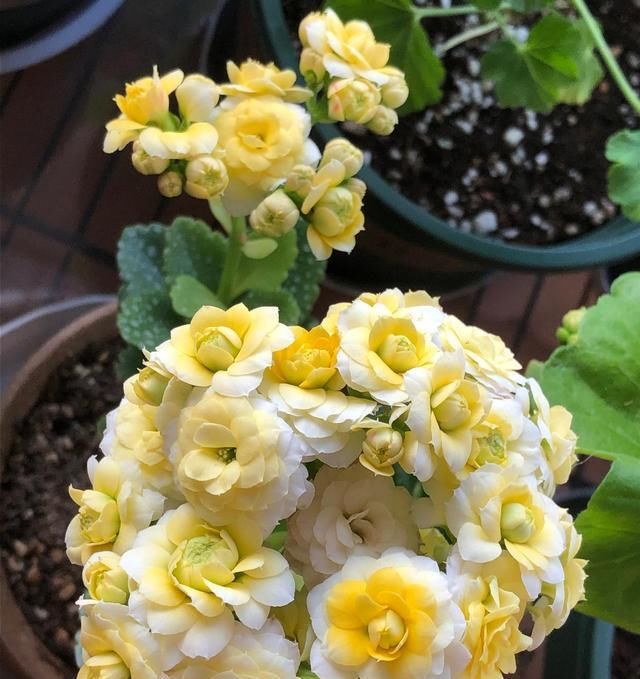 来年|这3“种花”，赶紧去扦插，生根快成活率高，来年花开爆满盆！