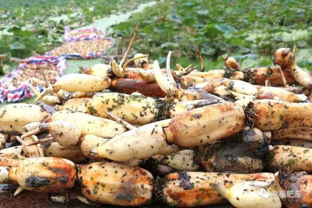  肥东|震撼！肥东霸屏央视！惊艳全国！这次是因为……