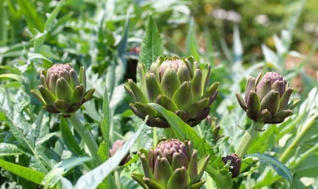  蔬菜|7种长相“奇特”的蔬菜，你见过吗？你敢吃吗？吃过的人忘不掉